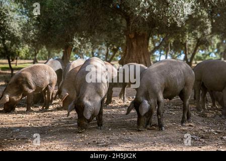 Un gruppo di suini iberici in azienda Foto Stock