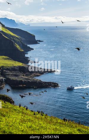 Traghetto, scogliere, Puffins Atlantico, , Mykines, Isole Faroe, Danimarca Foto Stock