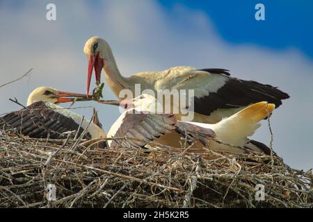 Störche a Kroatien Foto Stock