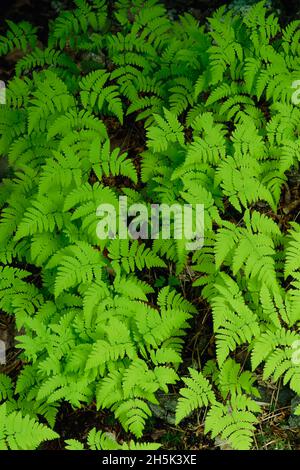 Felci Fundy National Park New Brunswick, Canada Foto Stock