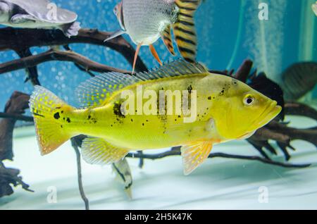Pesce kelbri cichla in acquario Foto Stock