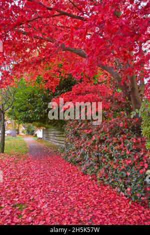 Xiv Avenue, West Point grigio, Vancouver, British Columbia, Canada Foto Stock