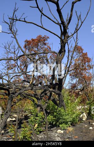 Ricrescita di piante 3 mesi dopo un incendio estivo nella regione di Algar del Parco Naturale di Sierras Subbeticas, Provincia di Cordoba, Andalusia, Spagna Foto Stock