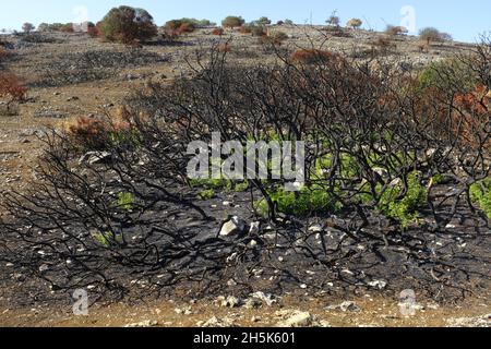 Ricrescita di piante 3 mesi dopo un incendio estivo nella regione di Algar del Parco Naturale di Sierras Subbeticas, Provincia di Cordoba, Andalusia, Spagna Foto Stock