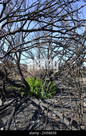 Ricrescita di piante 3 mesi dopo un incendio estivo nella regione di Algar del Parco Naturale di Sierras Subbeticas, Provincia di Cordoba, Andalusia, Spagna Foto Stock