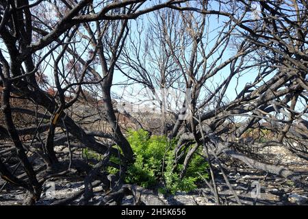 Ricrescita di piante 3 mesi dopo un incendio estivo nella regione di Algar del Parco Naturale di Sierras Subbeticas, Provincia di Cordoba, Andalusia, Spagna Foto Stock