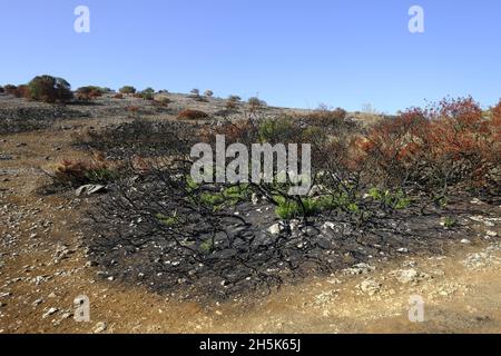 Ricrescita di piante 3 mesi dopo un incendio estivo nella regione di Algar del Parco Naturale di Sierras Subbeticas, Provincia di Cordoba, Andalusia, Spagna Foto Stock