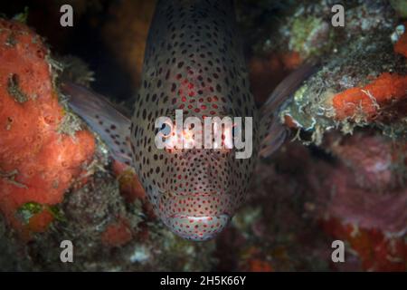 Ritratto di Blackside Hawkfish (Paracirrhites forsteri) che riposa in corallo; Maui, Hawaii, Stati Uniti d'America Foto Stock