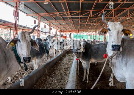 Ospedale Cow (Bos taurus indicus) gestito da un ente di beneficenza indù per mucche ferite e malate vicino a Nagaur; Nagaur, Rajasthan, India Foto Stock