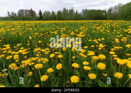 Prateria primaverile ricoperta di fiori di giallo brillante dente di leone comune, fiori di Taraxacum officinale. Girato in Estonia, Nord Europa. Foto Stock