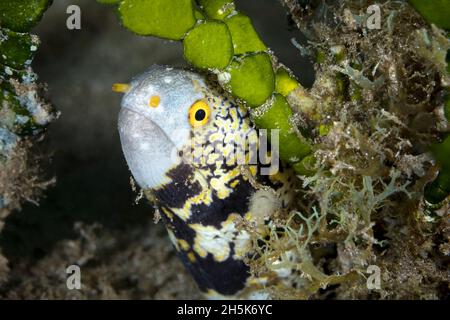 Fiocco di neve Moray Eel (Echidna nebulosa), Maui; Hawaii, Stati Uniti d'America Foto Stock
