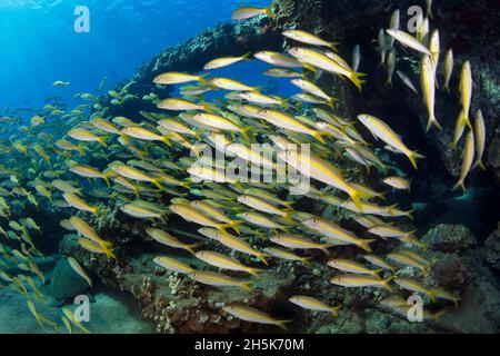 Una scuola di goatfiish (Mullidae) a Lahaina, Maui; Hawaii, Stati Uniti d'America Foto Stock
