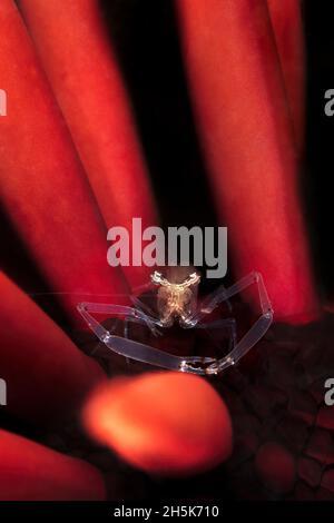 Un gambero spesso sfuggente e chiaro Cuapetes Grandis che si nasconde in un riccio a matita rossa (Heterocentrotus mammillatus) Maui; Hawaii, Stati Uniti d'America Foto Stock