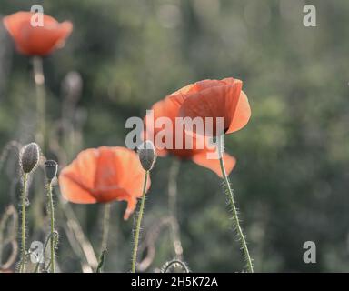 Fuoco selettivo su fiore di papavero, fiori di papavero selvatico in prato squillante Foto Stock