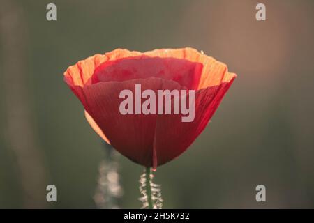 Fuoco selettivo su fiore di papavero, fiori di papavero selvatico in prato squillante Foto Stock