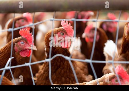 Polli (Gallus gallus domesticus) in una penna di pollo a Rondriso Farm; Surrey, British Columbia, Canada Foto Stock