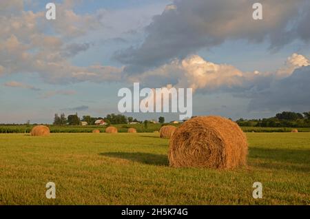 Balle di fieno raccolte in un campo agricolo con nuvole illuminate dal sole in un cielo blu; Stati Uniti d'America Foto Stock