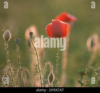 Fuoco selettivo su fiore di papavero, fiori di papavero selvatico in prato squillante Foto Stock