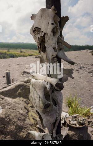 Primo piano crolli di animali rotti su un palo con nuvole su sfondo cielo blu al Monte Merapi a Giava centrale, Indonesia a causa dell'eruzione del vulcano nel 2010. Foto Stock