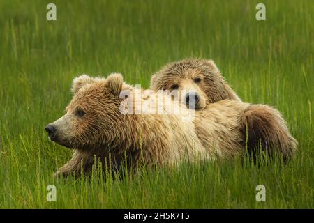 Primo piano ritratto di due orsi bruni (Ursus arctos horribilis) rilassante in erba al Silver Salmon Creek; Alaska, Stati Uniti d'America Foto Stock