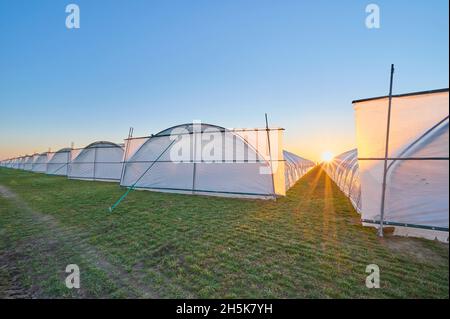 Vista del tramonto tra file di serra di plastica, coltivare tende in un campo in primavera; Assia, Germania Foto Stock