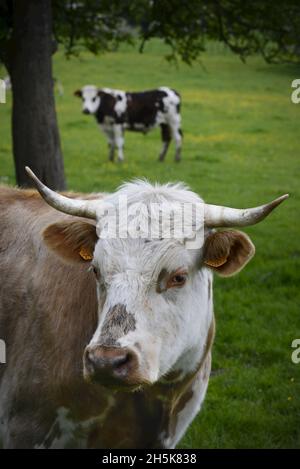 Ritratto di una mucca francese (Bos taurus) con un'altra sullo sfondo in un prato; Grand Rullecourt, Nord-Pas-de-Calais, Hauts-de-France, Francia Foto Stock