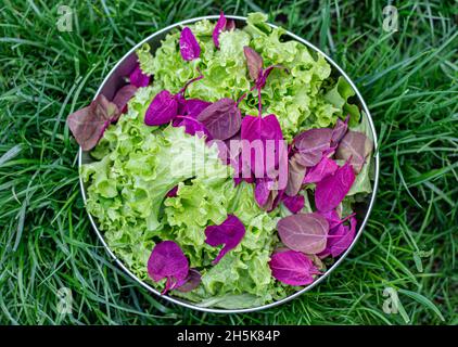 Le foglie di insalata si mescolano con spinaci e strutto viola di rucola Foto Stock