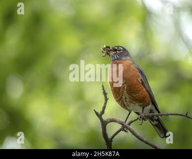 Robin (Turdus migratorius) arroccato su un ramo di albero con vermi in becco, prendendo un ordine di andare a casa per nutrire la famiglia Foto Stock