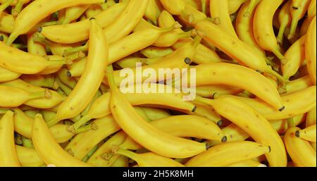 Sfondo astratto con banane gialle fresche mature. Primo piano. Foto Stock