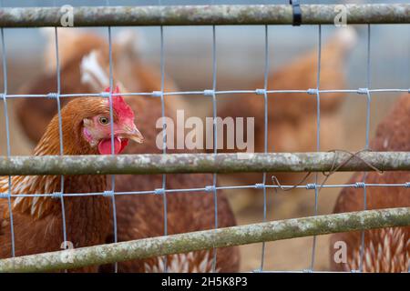 Polli (Gallus gallus domesticus) in una penna di pollo a Rondriso Farm; Surrey, British Columbia, Canada Foto Stock