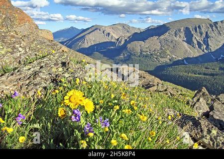 Montagne con fiori di campo viola e girasoli gialli selvatici che crescono su un prato di montagna vicino a Trail Ridge Road con Longs Peak sullo sfondo Foto Stock