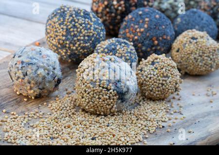 Selbstgemachte Fettfuttermischung, Fettfutter wird zu Kugeln, Knödeln, Meisenknödel geformt und anschließend durch Körner gerollt, Fettfutter aus Koko Foto Stock