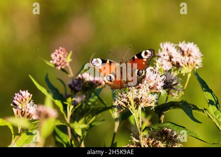 Un colorato pavone europeo farfalla, Aglais io raccolta nettare da una canapa-agrimonia, Eupiatorium cannabinum pianta in un giorno d'estate. Foto Stock