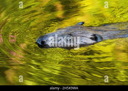 Un ritratto di un castoro eurasiatico, in fibra di Castor nuoto in una giornata estiva. Foto Stock