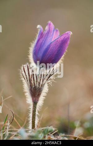 Pastqueflower europeo (Pulsatilla vulgaris); Baviera, Germania Foto Stock