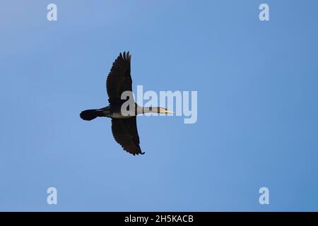 Grande cormorano (Phalacrocorax carbo) che vola in un cielo blu; Baviera, Germania Foto Stock