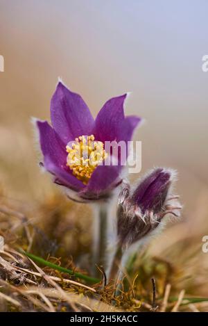 Pastqueflower europeo (Pulsatilla vulgaris); Baviera, Germania Foto Stock