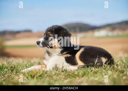 Cane di razza mista (Australian Shepherd and Golden Retriever) adagiato su un campo di erba con un piccolo bastone in bocca; Baviera, Germania Foto Stock