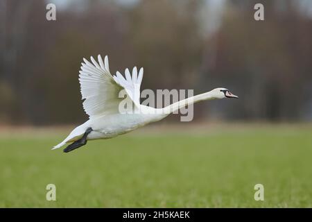 Mute Swan (Cygnus olor) che parte da un campo; Baviera, Germania Foto Stock