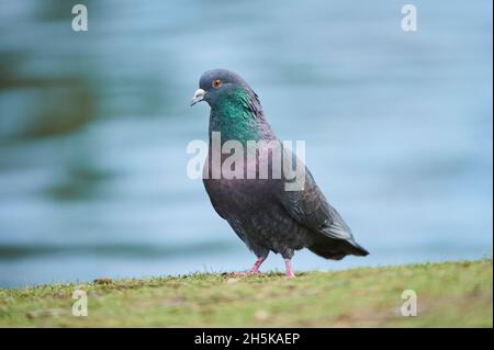 Piccione ferale (Columba livia domestica) in erba; Frankonia, Baviera, Germania Foto Stock