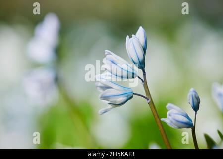 Squill striato o squill Libano (Puschkinia scilloides) fiore; Baviera, Germania Foto Stock