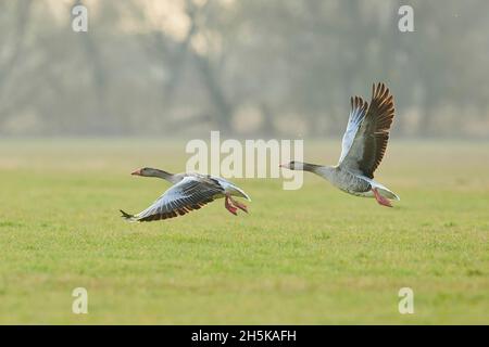 Oche grigielag (Anser anser) che atterrano su un prato; Baviera, Germania Foto Stock