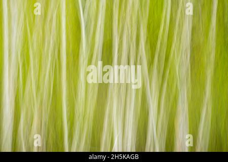 Fogliame primaverile in un bosco di betulla, Wanup, Ontario, Canada Foto Stock