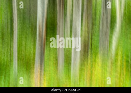 Birch Woodland (movimento telecamera), Greater Sudbury, Ontario, Canada Foto Stock