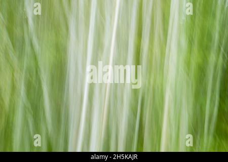 Birch Woodland (movimento telecamera), Wanup, Ontario, Canada Foto Stock