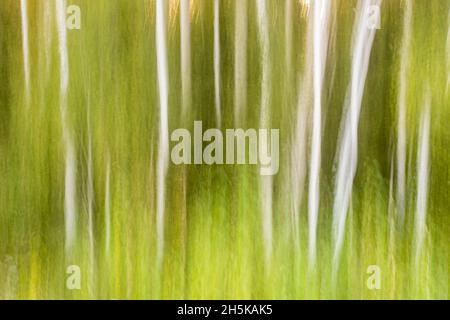 Boschi di betulla a fine estate, Greater Sudbury, Ontario, Canada Foto Stock