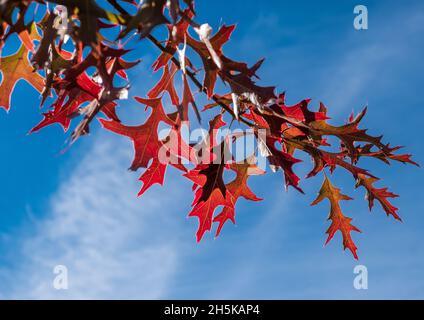 Foglie autunnali della quercia pin, quercus palustris, nella regione Haute Loire della Francia Foto Stock