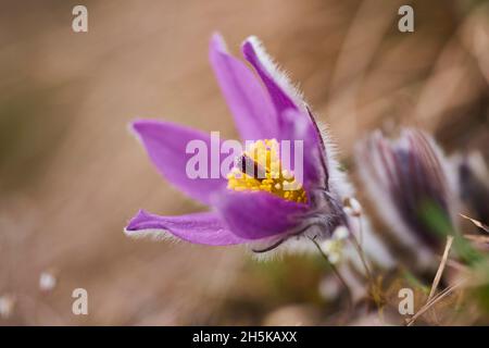 Pastqueflower europeo (Pulsatilla vulgaris); Baviera, Germania Foto Stock