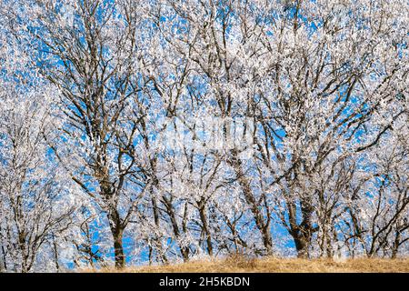 Hoar gelo sugli alberi; Cund, Transilvania, Romania Foto Stock