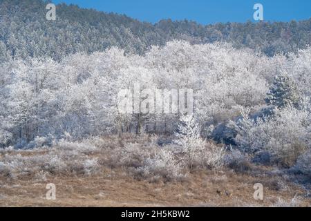 Transilvania in inverno, gelo sugli alberi nel villaggio di Cund, Romania; Cund, Transilvania, Romania Foto Stock